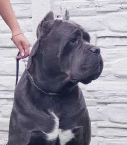 ������� �������� ����� ���� ����� - ����������