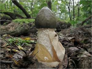 ������� (��������, �������, ������) ������� ������������ - ������ ������������� ���� ����� ��������� � ���� - ������� ������ - ����������