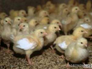 ������� ��������, �����������, ���� ����� ����� ������ ������ "���� 500". �����.