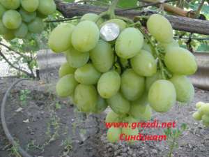 ������� ���������