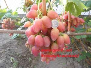 ������� ���������