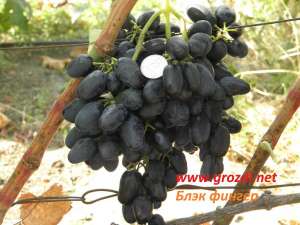 ������� ���������