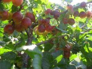 ������� ����������