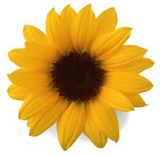 ������� ���������� ��������� ��� ����������� � ���