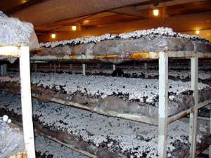 ������� �����������