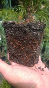 ������� ����������� ������