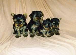 ������� ������������ �������, ��������, ��������� ��������, ���� - ����������