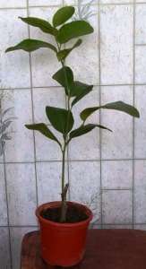 ������� ������������ ��������