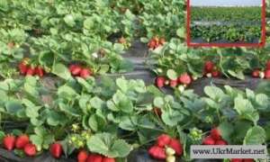 ������� ������������� ��������