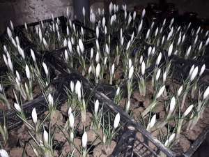 ������� ,������,���������