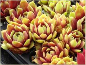 �������� Andromeda - ����������