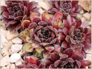 �������� Andromeda