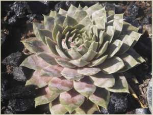 �������� Calcareum SirWil