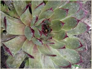 �������� Calcareum SirWil