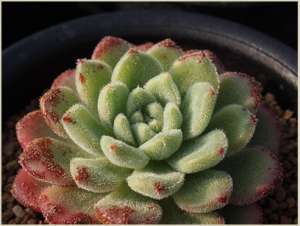 �������� Carol