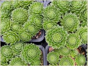 �������� Centaurus