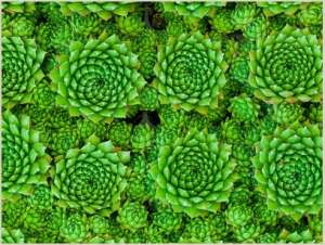 �������� Centaurus