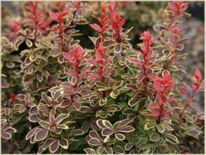 �������� Coronita - ����������