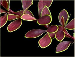 �������� Coronita