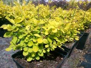 �������� Evita