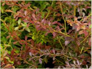 �������� Orange Dream