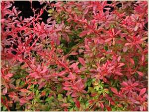 �������� Orange Dream