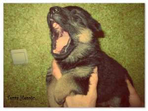 �������� "TERRA HEROIC"