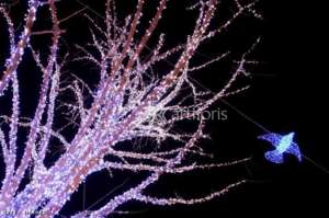 �������� ��� ��������, ��������� �������� ����������,����������� ��������� ���� � �������� - ����������