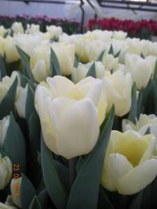 �������� �����