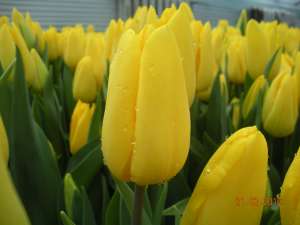 �������� �����