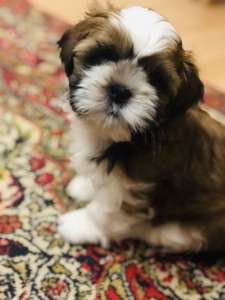 �������� ����� �� ���