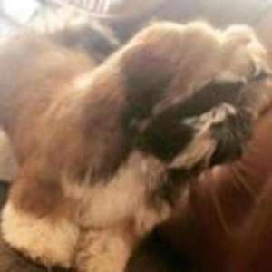 �������� ����� �� ��� - ����������