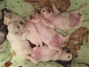 �������� ����� ���� ����� �����