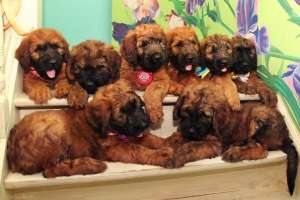 �������� ����� ������ (����������� �������) - ����������