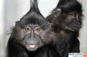 �������� ������