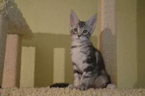 �������� ������ ���� ���