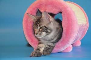 �������� ������ ���� ���