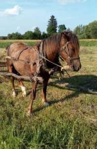 �������� ������ ������ - ����������