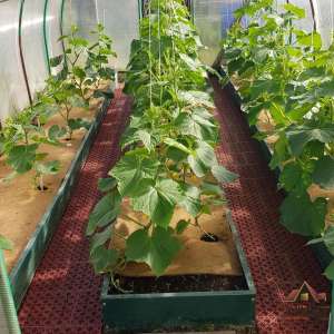 �������� ������, ������ � ������, �����, �������� �����, �����