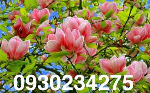 �������� ������, ������-�����, ����������, ���������, ������� - ����������