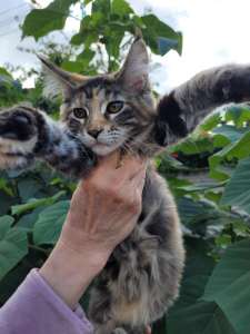 �������� ������� ���� ���