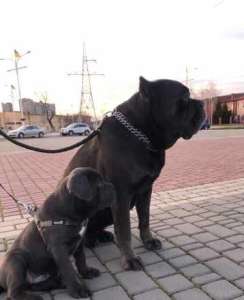 �������� ������� (���� ) ��������� ����� ���� �����