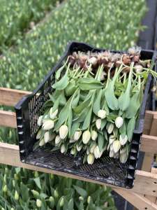 �������� ��������� Polar Bear