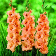 �������� ����������