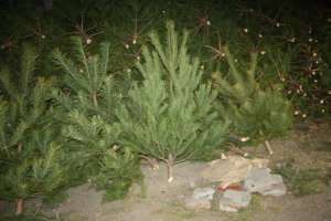 �������� ���������� ����� ����� � ����� ����� ������� � �������