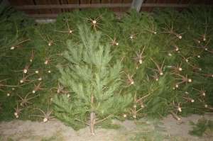 �������� ���������� ����� ����� � ����� ����� ������� � �������