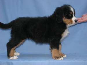 �������� ���������� ������� - ����������