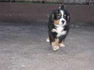 �������� ���������� �������