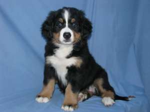 �������� ���������� �������