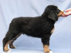 �������� ���������� ������� - ����������